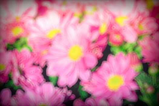 The background image of the colorful flowers, background nature