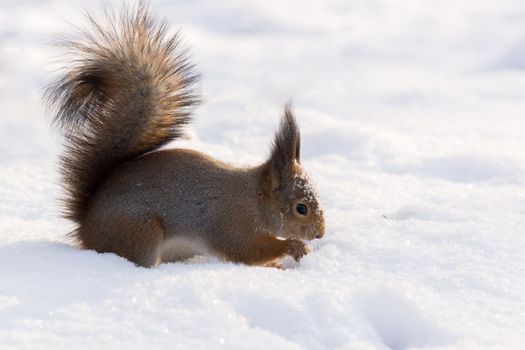 The photograph shows a squirrel in the snow