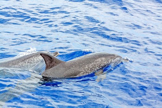 Wild dolphins in the Atlantic Ocean