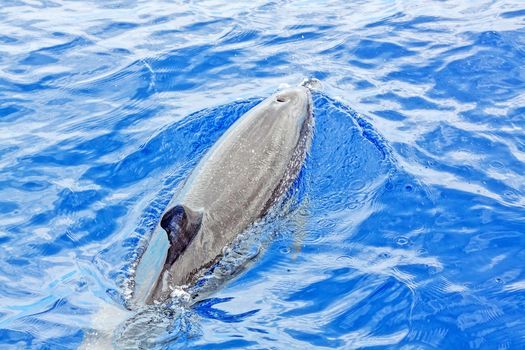 Wild dolphin in the Atlantic Ocean