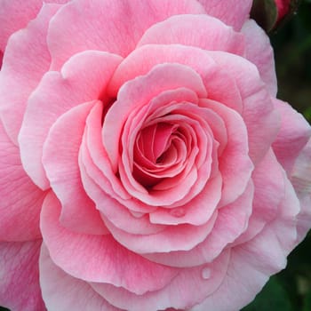 Rosa; Tickled Pink..