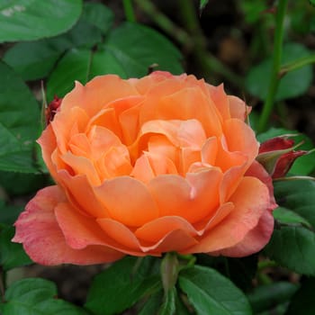 An Almond coloured full petalled rose.