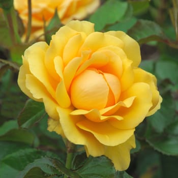 A lovely yellow rose..