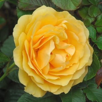 A lovely yellow rose..