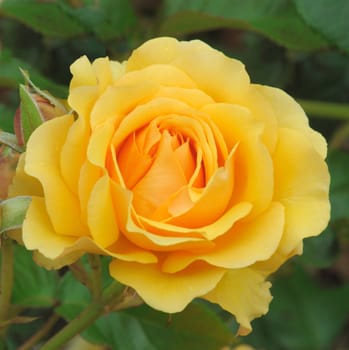 A lovely yellow rose..