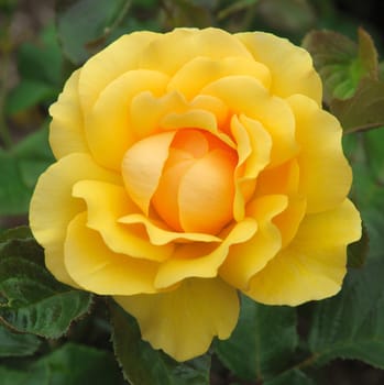 A lovely yellow rose..