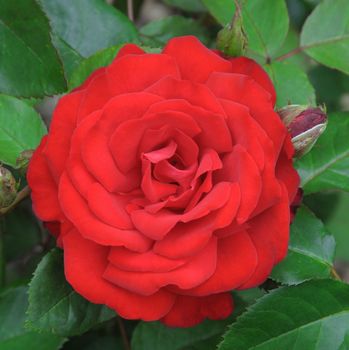 A lovely red rose.