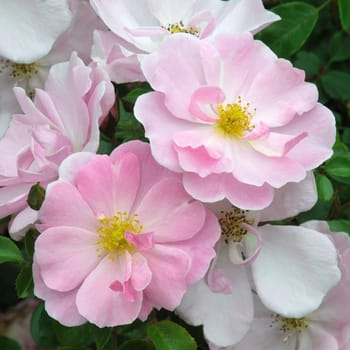 A pink rambling rose.