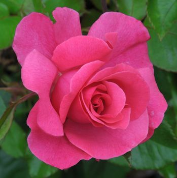 A lovely pink  rose..