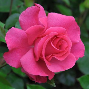 A lovely pink  rose..