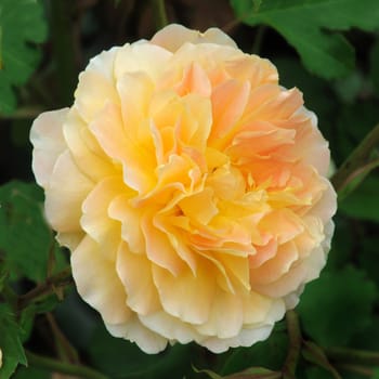 A lovely Buff colored rose..