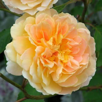 A lovely Buff colored rose..