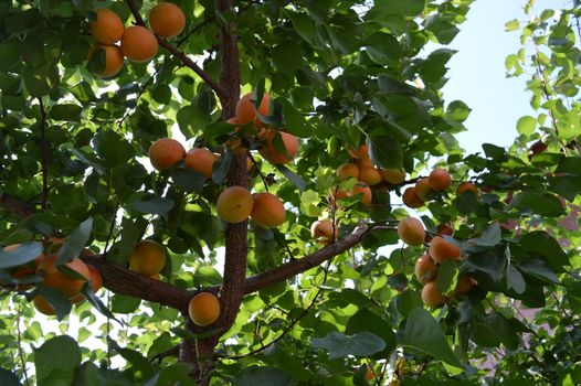 Apricots tree branch with ripe juicy fruits