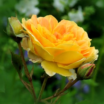 A lovely yellow rose.