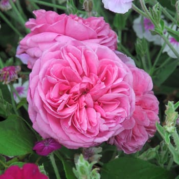 A lovely old fashioned Pink colored rose..