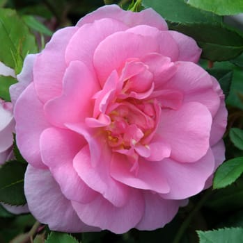 A lovely pink rose.