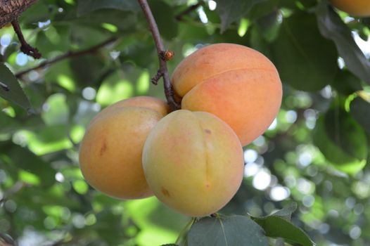 Apricot tree branch with ripe juicy fruits