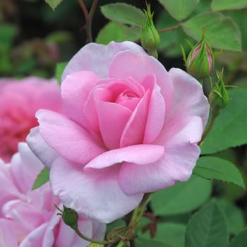 A lovely pink rose.