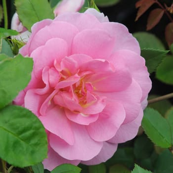 A lovely pink rose.