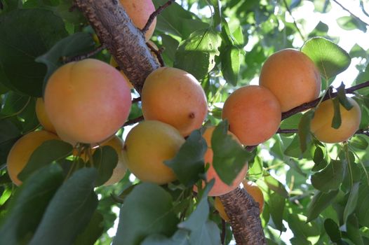 Apricot tree branch with ripe juicy fruits