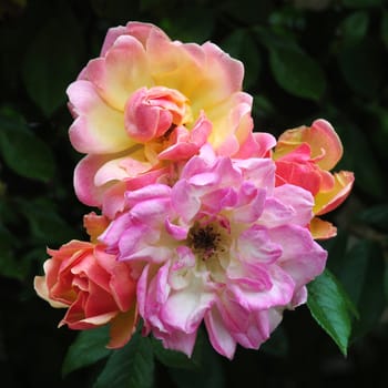 Rosa; Phyliss Bide. a multi colored rose,light to dark pink.