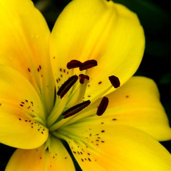 Yellow Lily photographed in close up.

