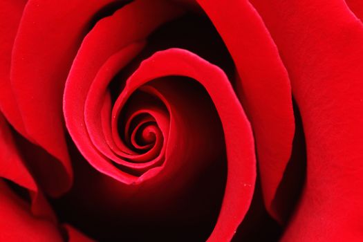 Macro shot of a red rose with water drops