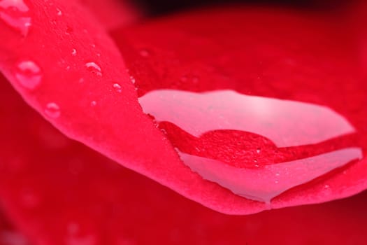 Macro shot of a red rose with water drops