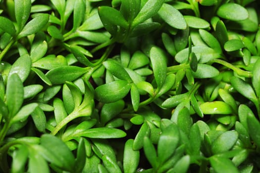 Close-up of a beauty textured green leaf