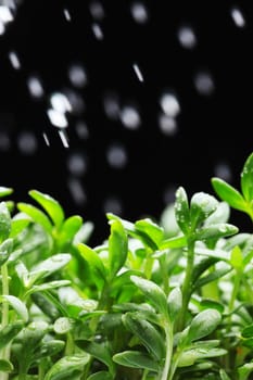 Close-up of a beauty textured green leaf with water drops