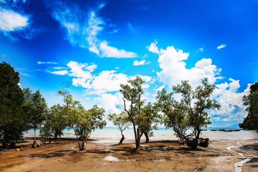 Trees growing in the sand on the beautiful sea background