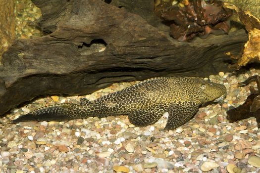 Big suckermouth catfish in th aquarium