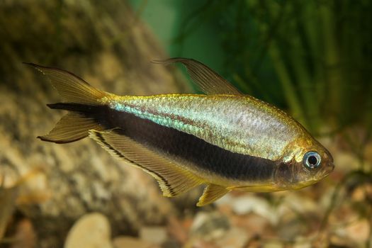 Tetra fish with black stripe in the aquarium