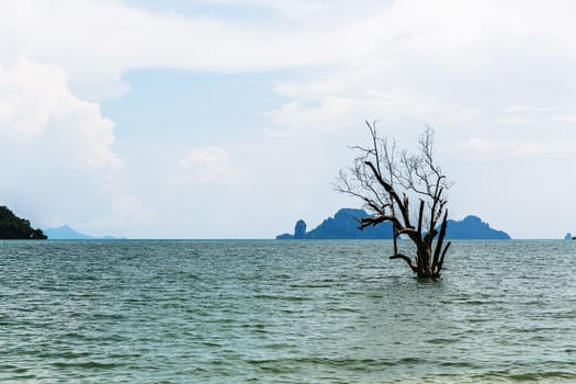 A tree growing in the sea of Thailand. Cloudy sky and rocks