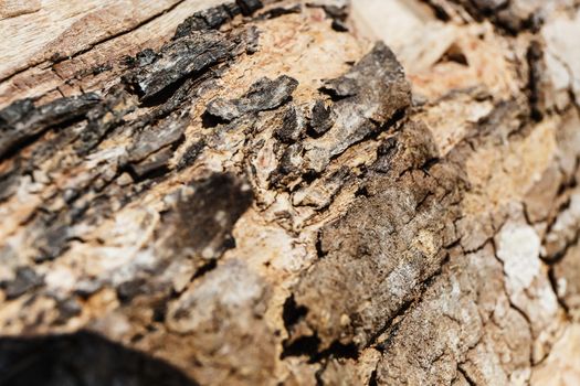 Close-up of a textured tree bark. Color image. 