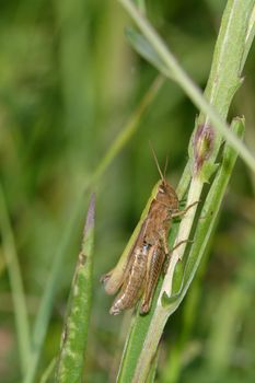 Green brown grasshopper sitting in the grass