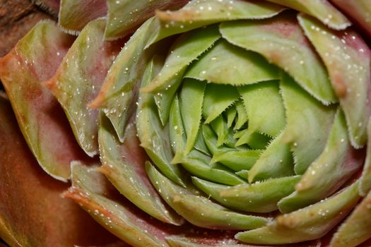 green sempervivum plant closeup, longevity grass or houseleek