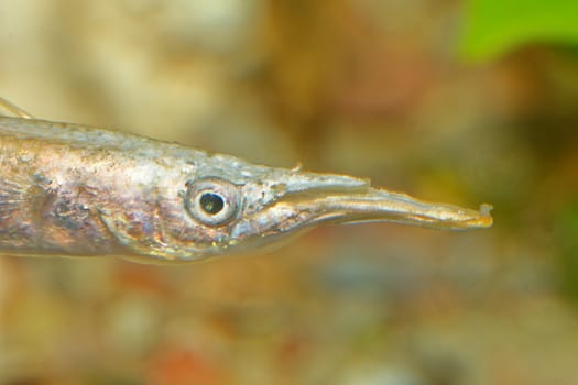 Detail of pike like head of aquarium fish
