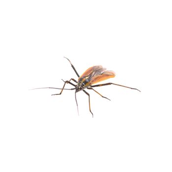 Fly with long foots isolated on a white background
