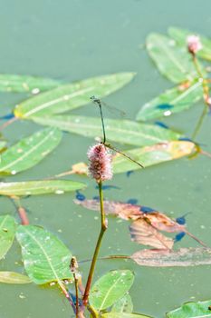 Blue dragonfly sitting on the aquatic plant