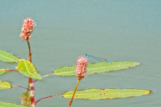 Blue dragonfly sitting on the aquatic plant