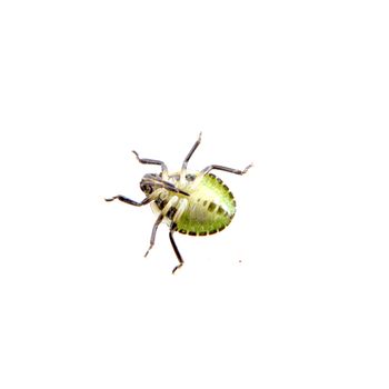 Green black shield bug isolated on a white background