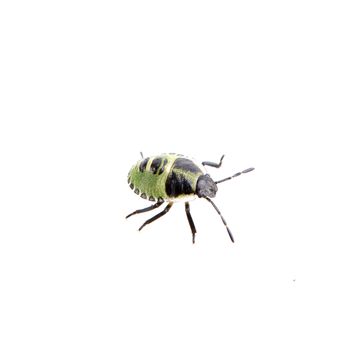 Green black shield bug isolated on a white background