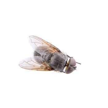 Black fly isolated on a white background