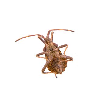 Brown Dock Bug isolated on a white background