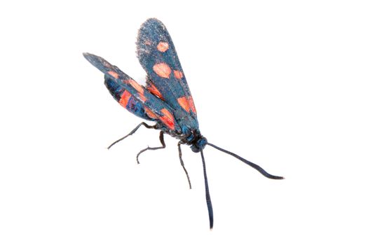 Six-spot burnet isolated on the white background