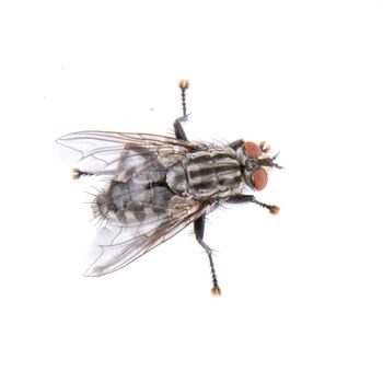 Black fly isolated on a white background