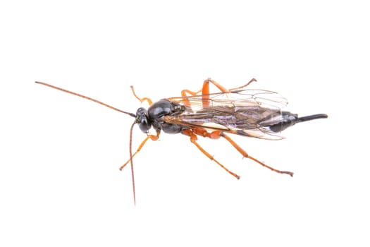Fly with long foots isolated on a white background