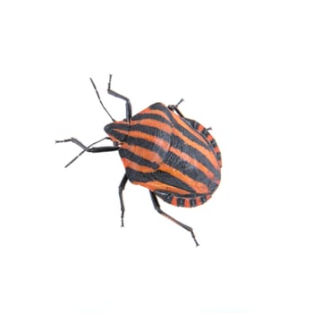 Red black striped shield bug isolated on a white background