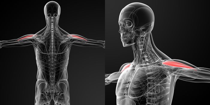 medical illustration of the Anterior Deltoid